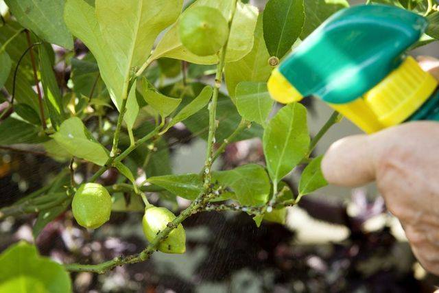 SPRAY EN PLANTAS 2